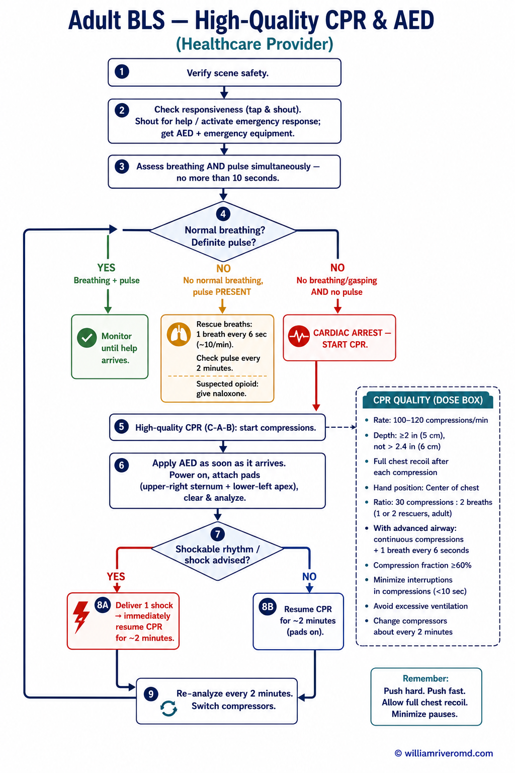 Adult BLS algorithm — responsiveness, simultaneous breathing and pulse check, high-quality CPR 30:2, early AED