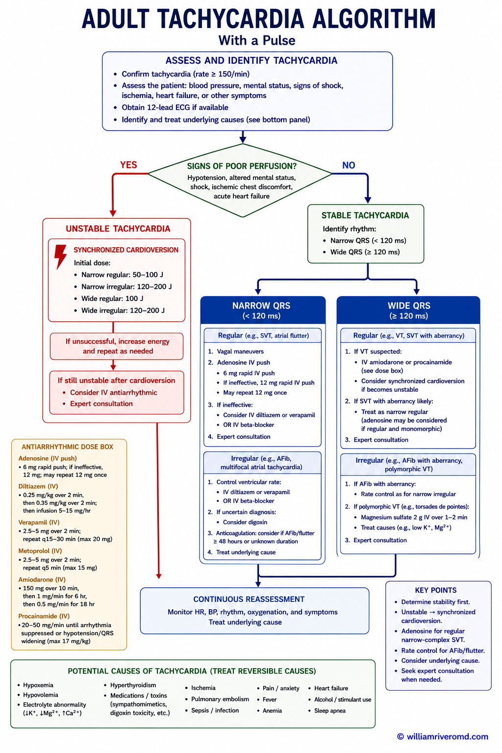 Adult tachycardia algorithm — unstable synchronized cardioversion, stable narrow and wide complex pathways, adenosine and antiarrhythmics