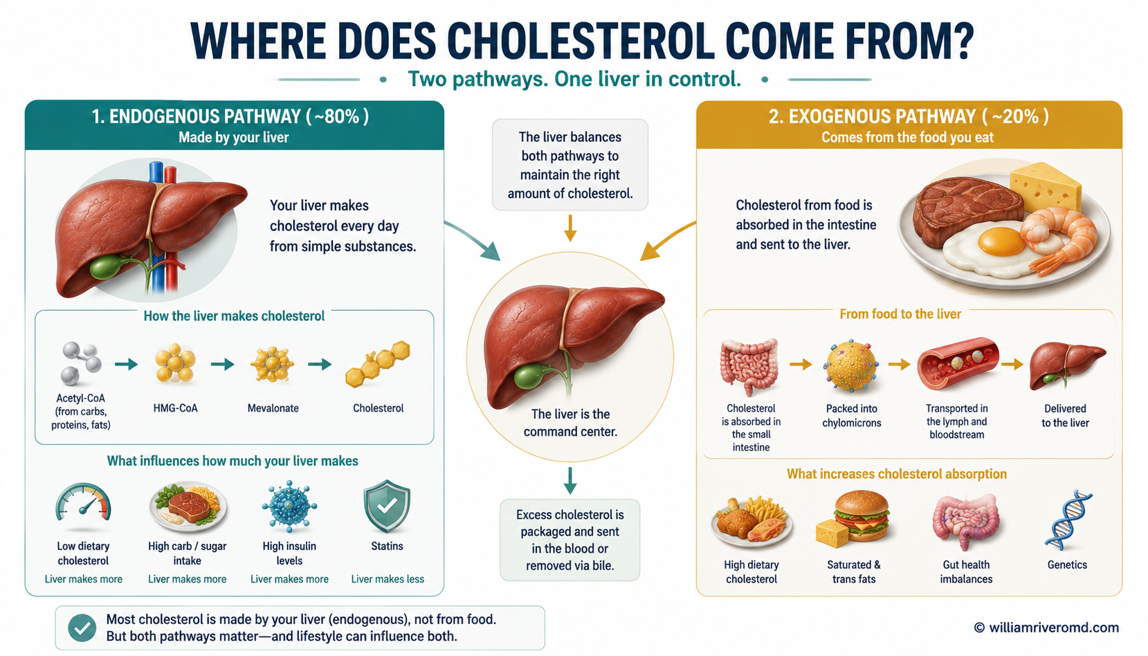 Two pathways for cholesterol: the exogenous (dietary, ~20%) route via chylomicrons and the endogenous (liver, ~80%) route via HMG-CoA reductase, showing where statins act.