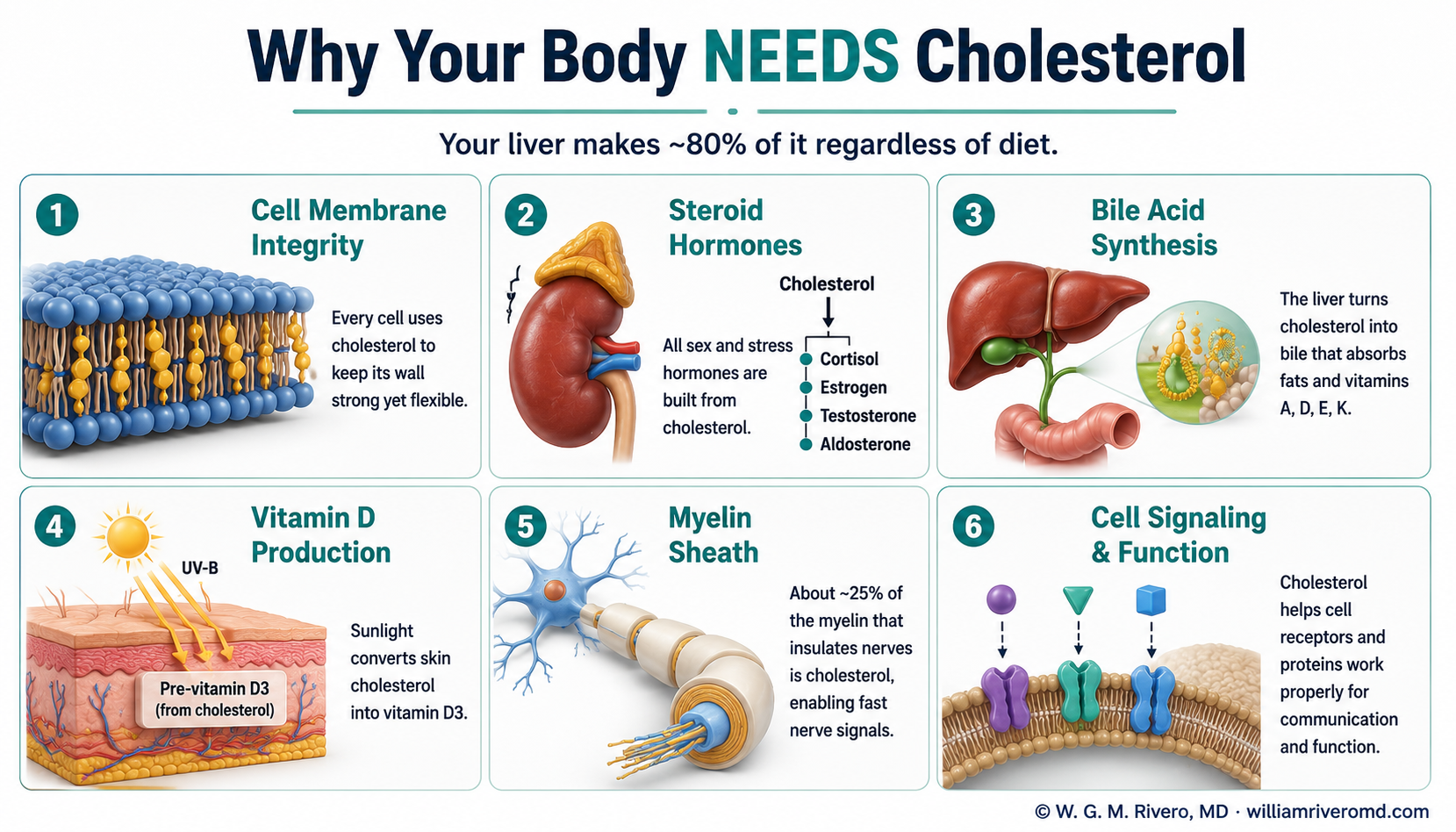 Why your body needs cholesterol: cell membrane integrity, steroid hormones, bile acid synthesis, vitamin D production, myelin sheath, and lipid digestion — the liver makes about 80%.