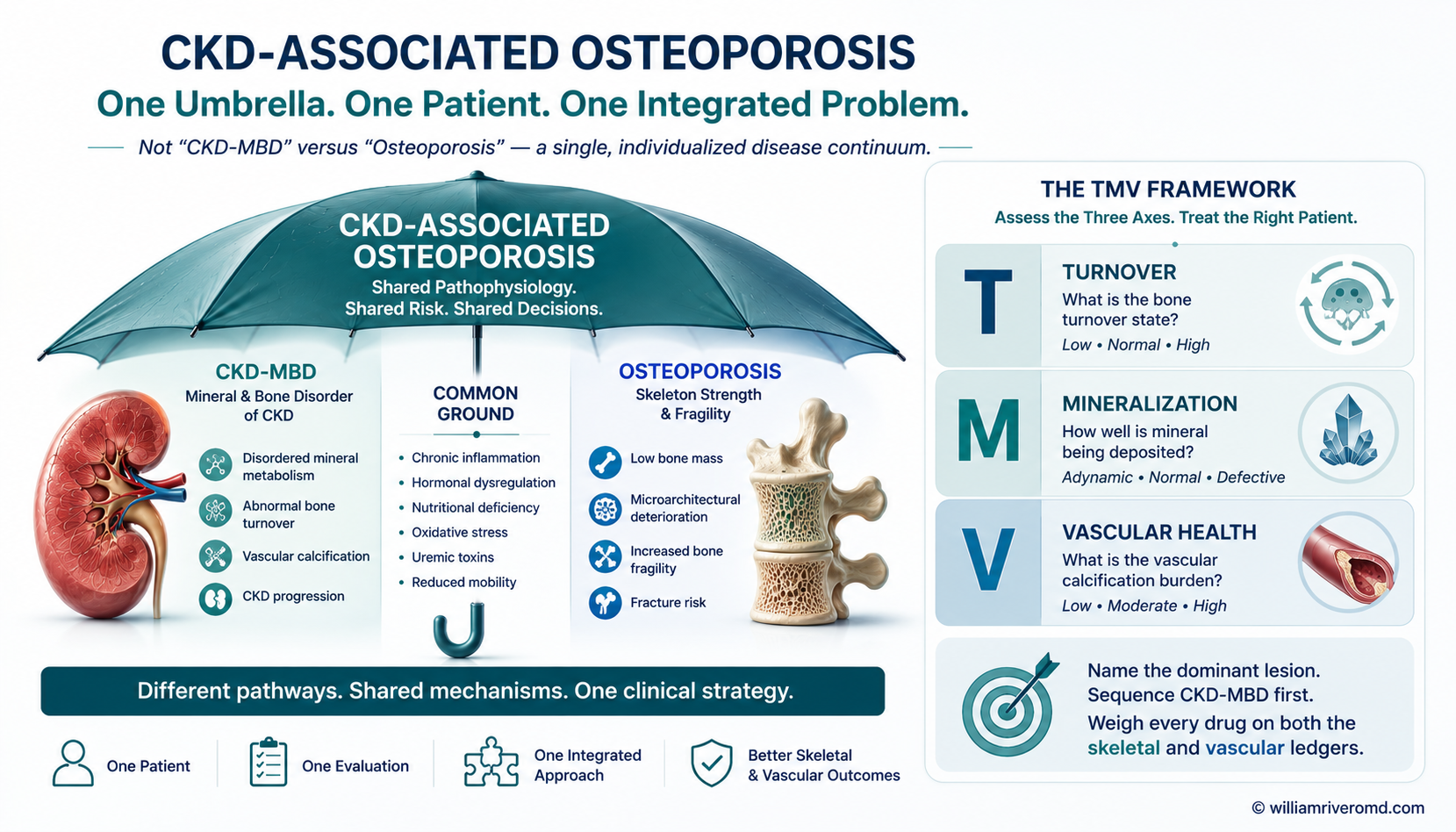 Figure 2 — the unifying umbrella. Two converging diagnostic trees (hormone-driven osteoporosis vs mineral-homeostasis driven CKD-MBD) meet under a single canopy labelled CKD-associated osteoporosis, with downstream arrows pointing to fragility fracture and cardiovascular events. A small TMV schematic at the right margin shows turnover-by-volume bone-biopsy axes.