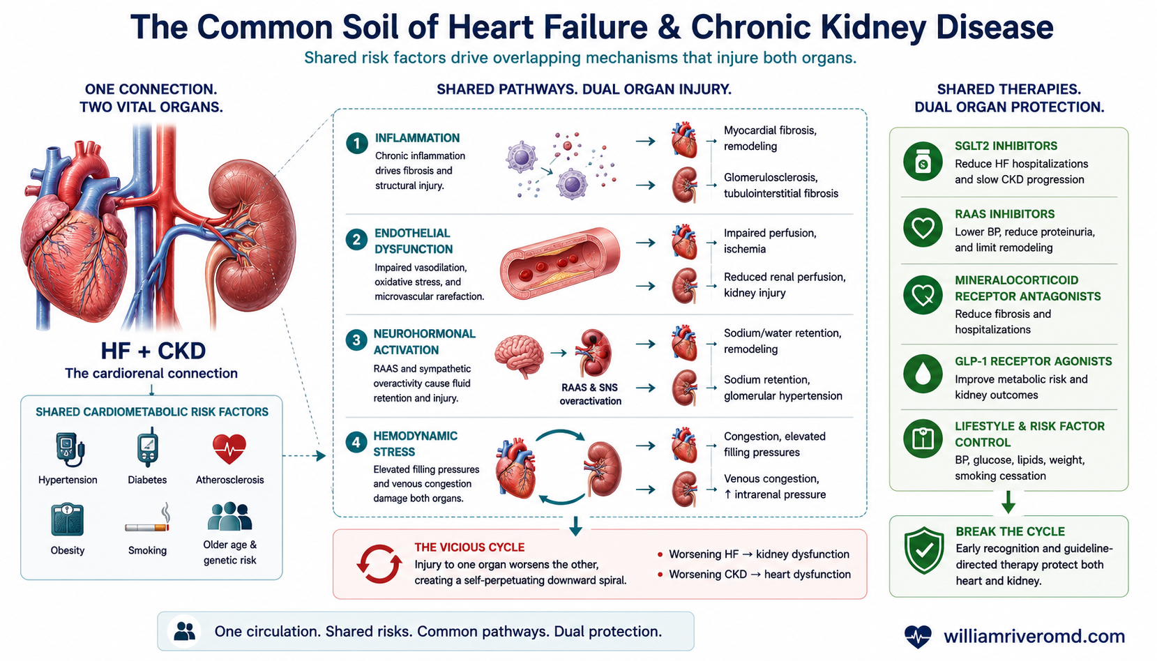 Mechanism schematic showing how shared risk factors — obesity, diabetes, hypertension — drive inflammation, endothelial dysfunction, neurohormonal activation and haemodynamic stress that injure both the heart and kidneys.