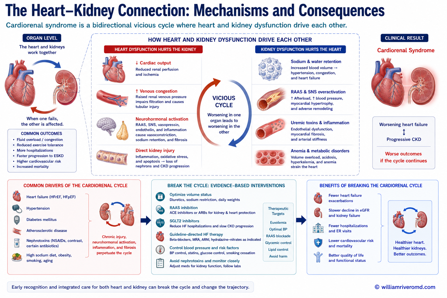 Biomedical mechanism schematic of cardiorenal syndrome: low cardiac output and venous congestion reduce kidney perfusion and activate RAAS and the sympathetic system, causing sodium and water retention and tubular injury in a bidirectional spiral, broken by decongestion, RAAS blockade and SGLT2 inhibitors