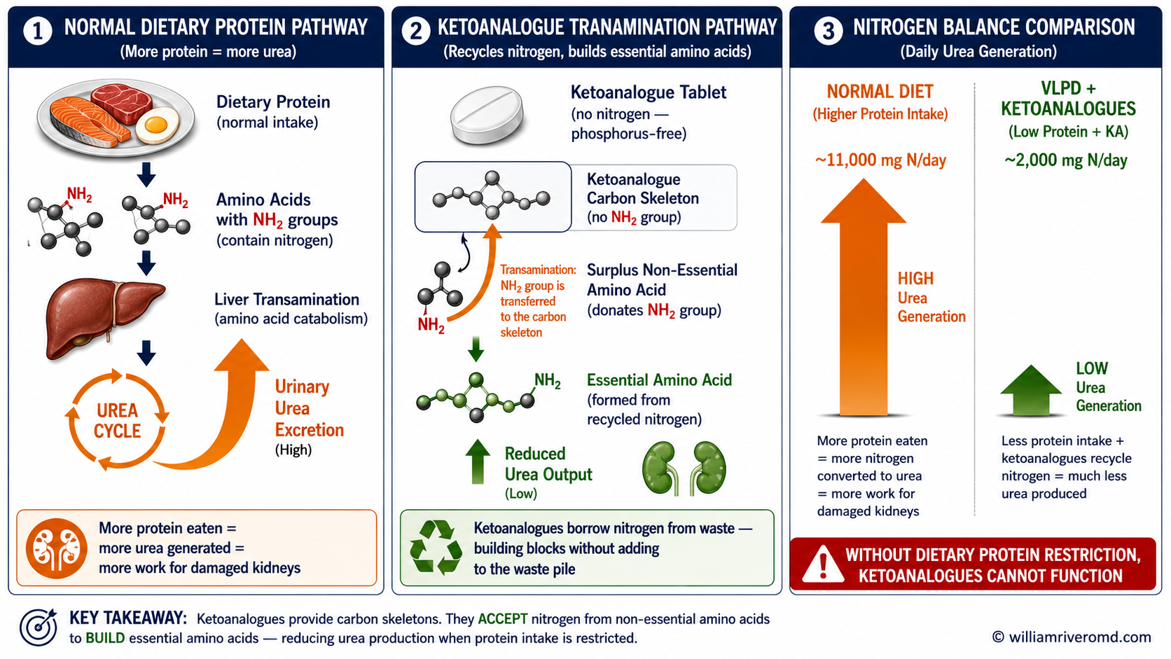 Three-panel infographic: normal dietary protein pathway producing high urea, ketoanalogue transamination pathway recycling nitrogen to build essential amino acids with low urea output, and side-by-side nitrogen balance comparison of normal diet vs VLPD plus ketoanalogues