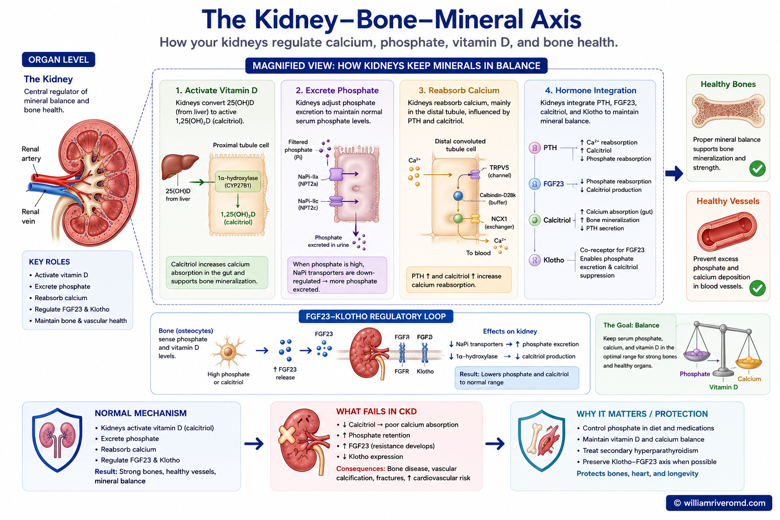Kidney mineral and bone axis — calcium, phosphate, PTH, vitamin D (calcitriol), FGF23, and Klotho. The kidney activates vitamin D, excretes phosphate (NaPi-IIa/IIc), and produces Klotho to keep bones strong and arteries flexible.