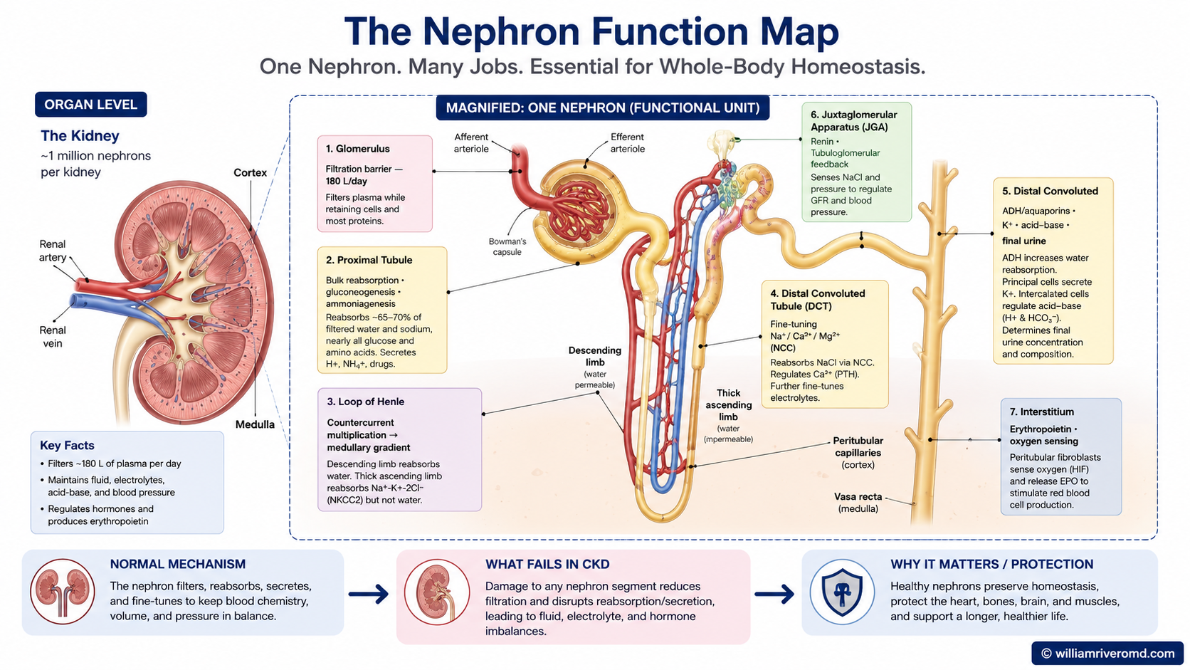 Nephron function map — a single nephron with each segment labeled by its job: glomerulus (filtration), proximal tubule (bulk reabsorption, gluconeogenesis, ammoniagenesis), loop of Henle (countercurrent multiplication), distal convoluted tubule (Na/Ca/Mg fine-tuning), collecting duct (water, potassium, acid-base, final urine), juxtaglomerular apparatus (renin), and interstitium (erythropoietin, oxygen sensing).
