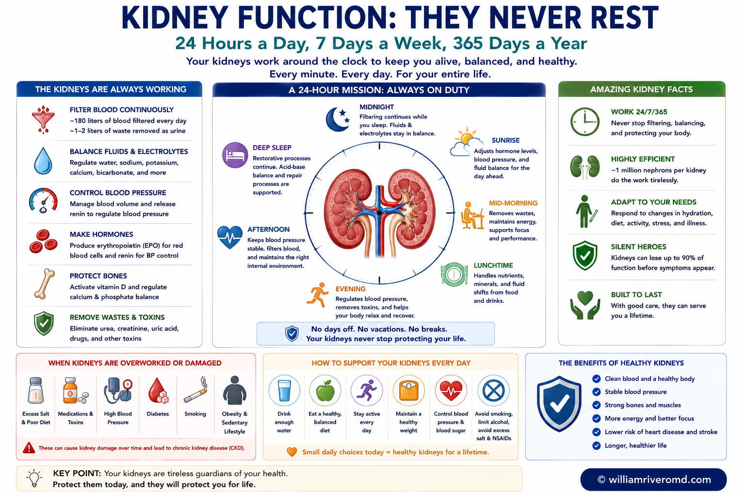 The kidneys never truly rest — an always-on schematic contrasting an awake nephron at full filtration with sleep (renal blood flow down, GFR down 10-20%, vasopressin up so less urine), plus renal functional reserve (about 2 million nephrons operating below maximum) and ongoing cellular maintenance, with reduced hyperfiltration as the closest thing to rest.