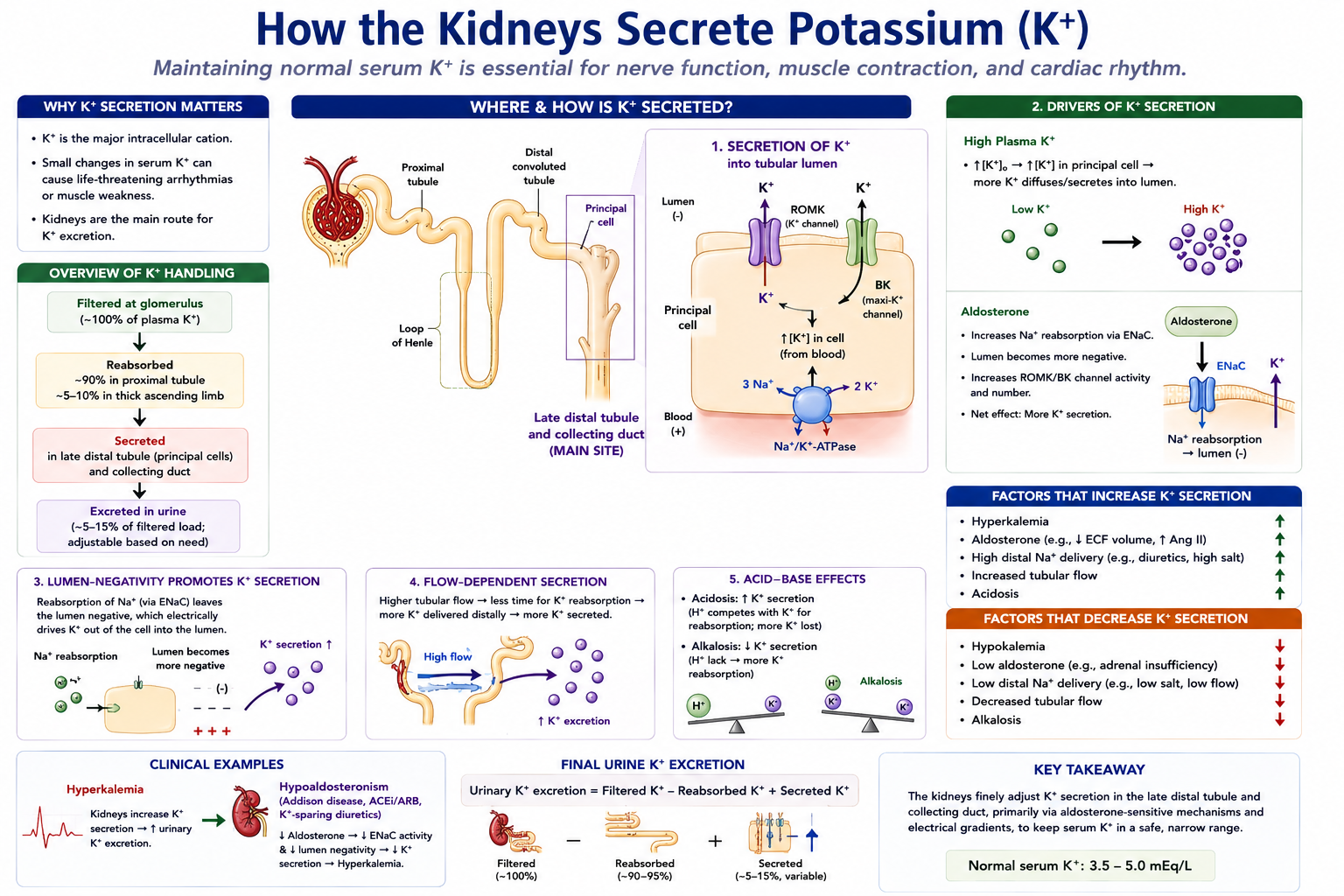 Potassium handling in the collecting duct — principal cells secrete potassium through ROMK and BK channels driven by the Na/K-ATPase and regulated by aldosterone, distal sodium delivery, tubular flow, and serum potassium; intercalated cells reabsorb potassium via H+/K+ ATPase during depletion.
