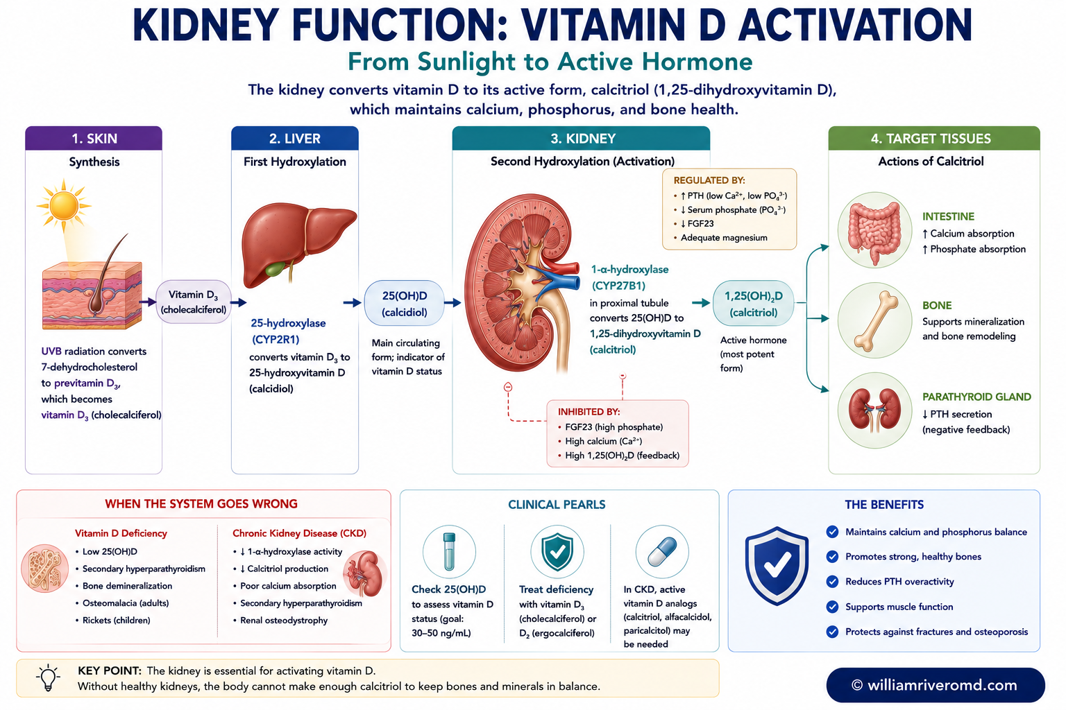 Vitamin D activation — skin and diet supply vitamin D, the liver makes 25-hydroxyvitamin D, and the kidney's proximal tubule uses 1-alpha hydroxylase to make active 1,25-dihydroxyvitamin D (calcitriol); stimulated by PTH and low calcium/phosphate, suppressed by FGF23 and high phosphate.