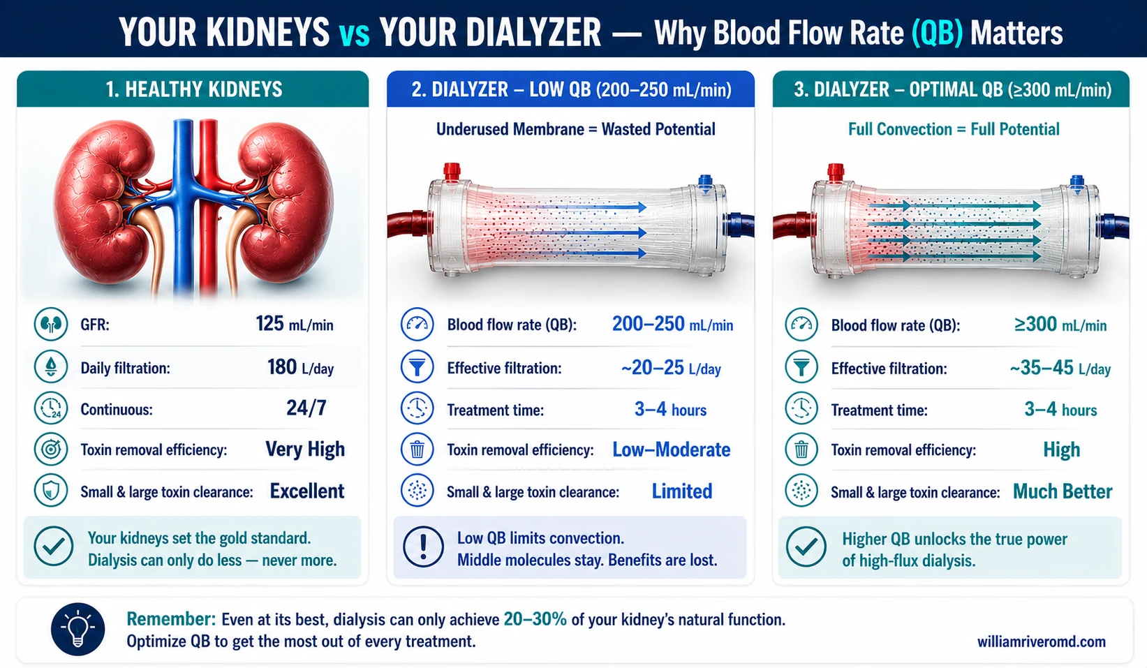 Kidney vs Dialyzer comparison — healthy kidneys 125 mL/min GFR vs high-flux dialyzer at low QB and optimal QB