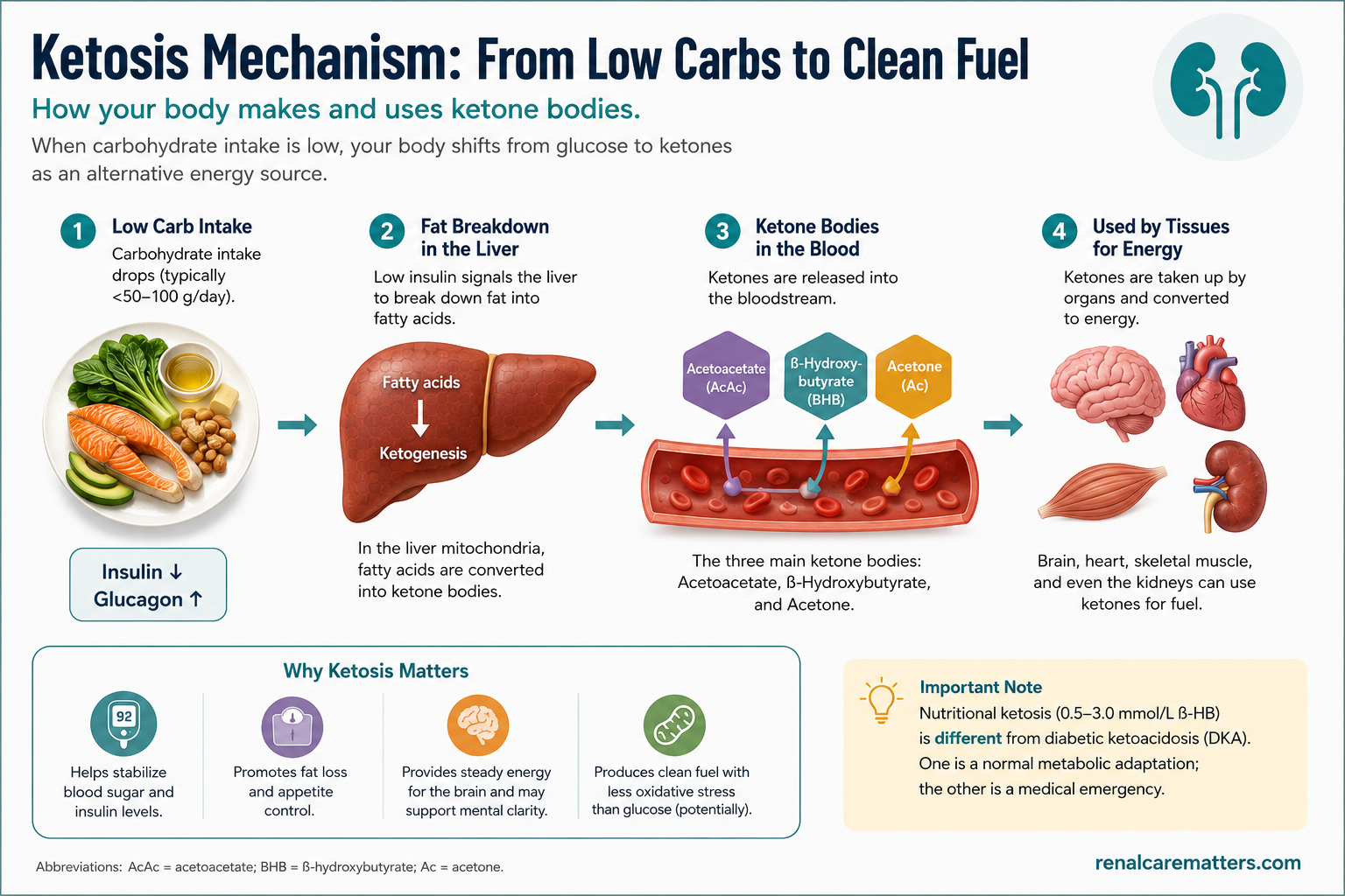 Review-article mechanism schematic: carbohydrate restriction lowers insulin, drives hepatic ketogenesis (beta-hydroxybutyrate) and an early glycogen-water diuresis, and raises satiety.