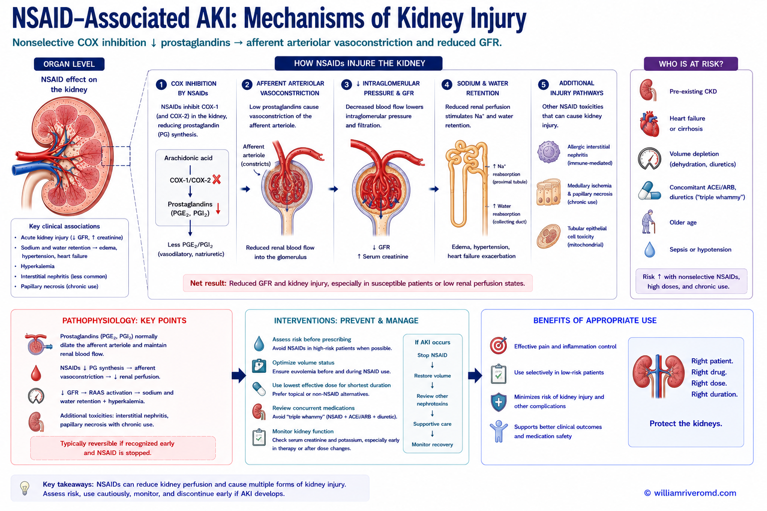 Four mechanisms of NSAID kidney injury — hemodynamic AKI, acute interstitial nephritis, papillary necrosis, and chronic analgesic nephropathy — clinical features and timeframes