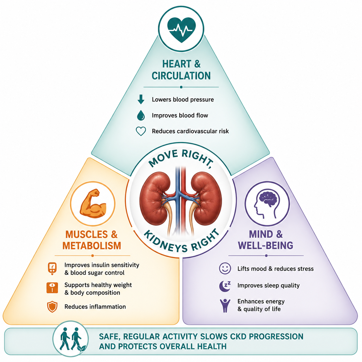 The kidney–heart–muscle triangle: inactivity worsens all three, while regular movement improves endothelial function, lowers blood pressure, improves insulin sensitivity, and preserves muscle.