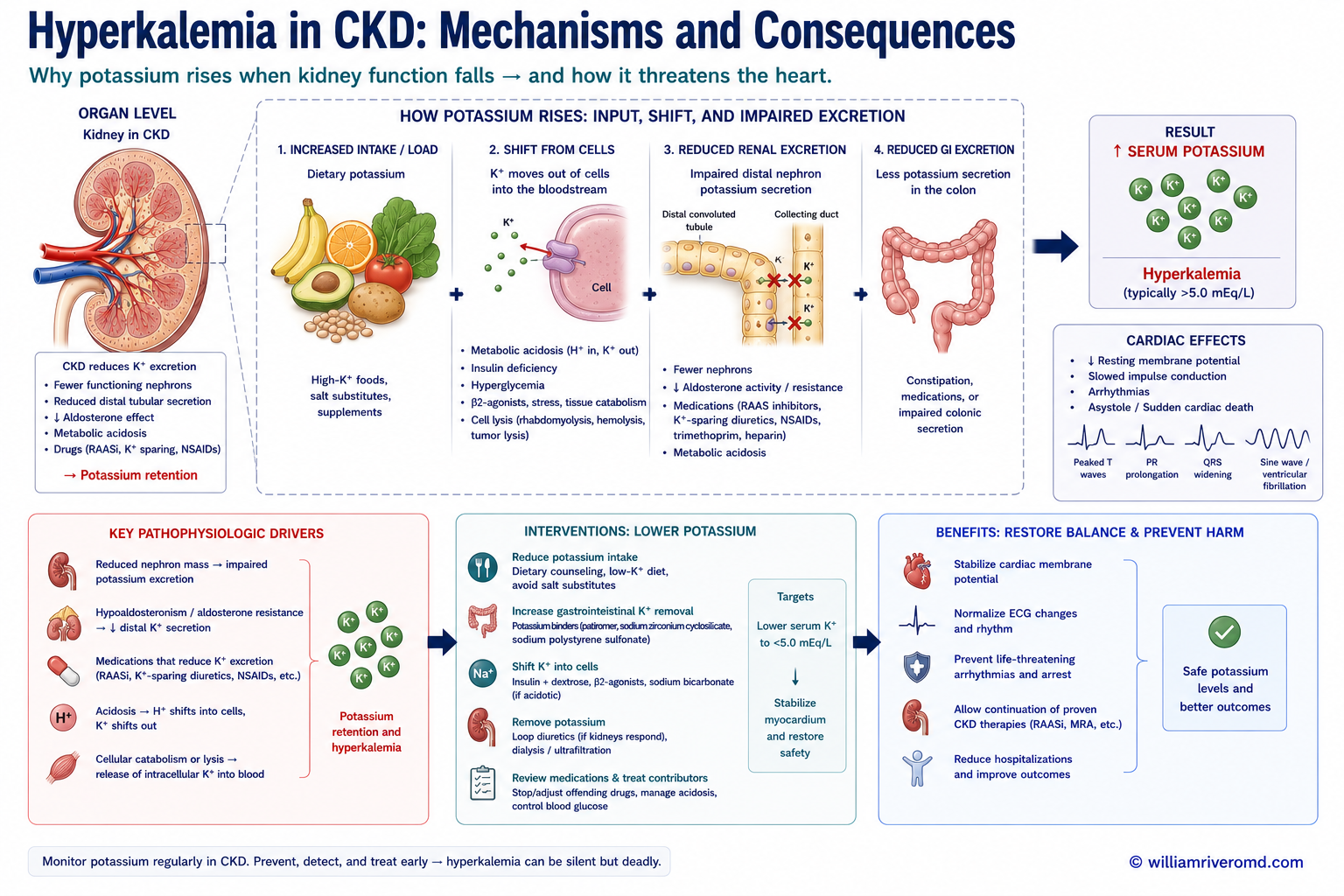 Biomedical mechanism schematic of hyperkalemia in CKD: reduced kidney function and aldosterone effect impair distal tubule potassium secretion, raising serum potassium and altering cardiac myocyte membrane potential with ECG changes, managed by diet, diuretics and potassium binders