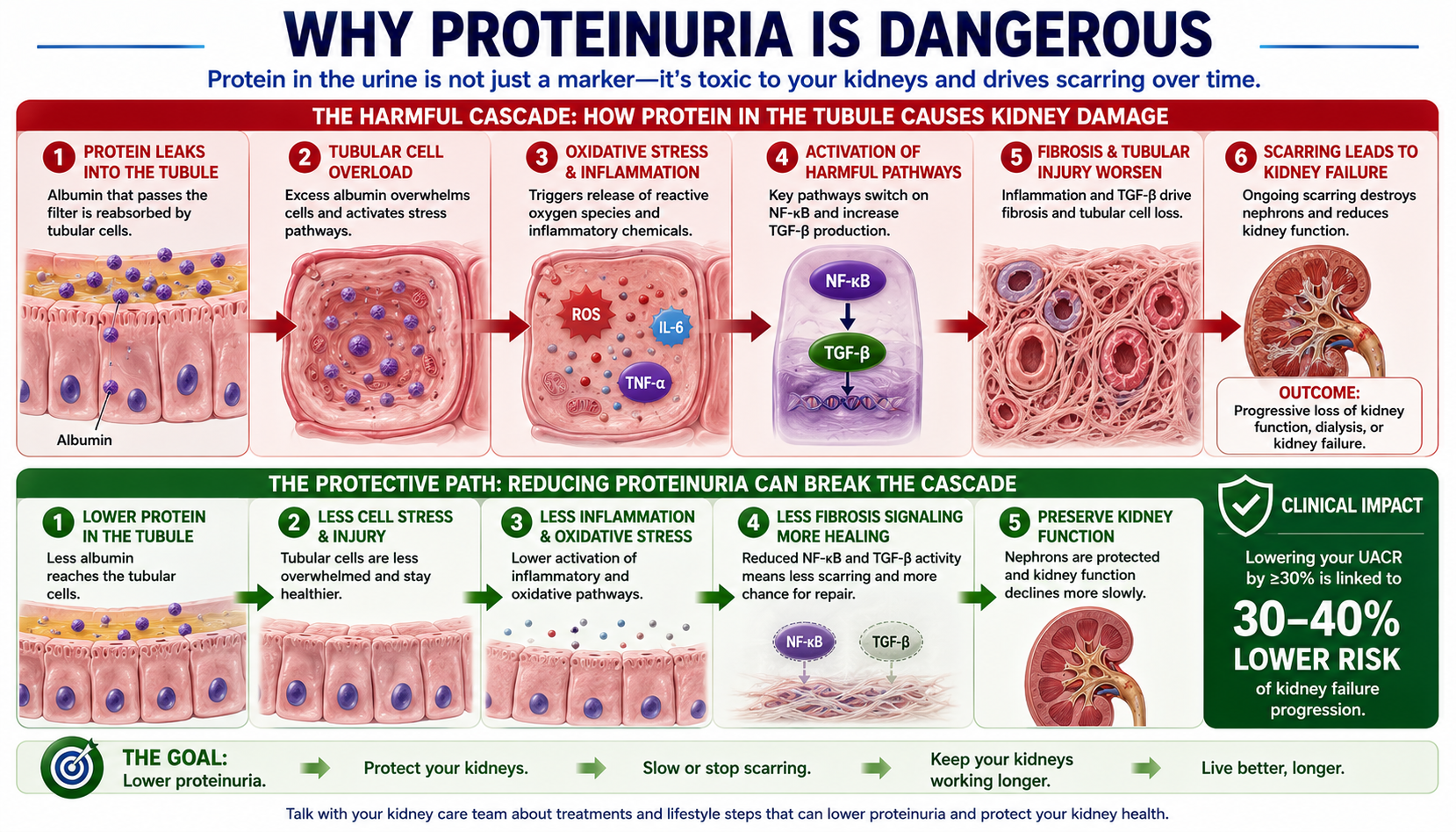 The Proteinuria to Fibrosis Cascade: top row shows red cascade — proteinuria (albumin in tubule) → tubular toxicity (oxidative stress) → inflammation (NF-κB, TGF-β) → fibrosis (scar tissue); bottom row shows green treatment benefits — reduced tubular injury, reduced inflammation, slower eGFR decline; stat: reducing UACR by 30% cuts kidney failure risk by 30–40%