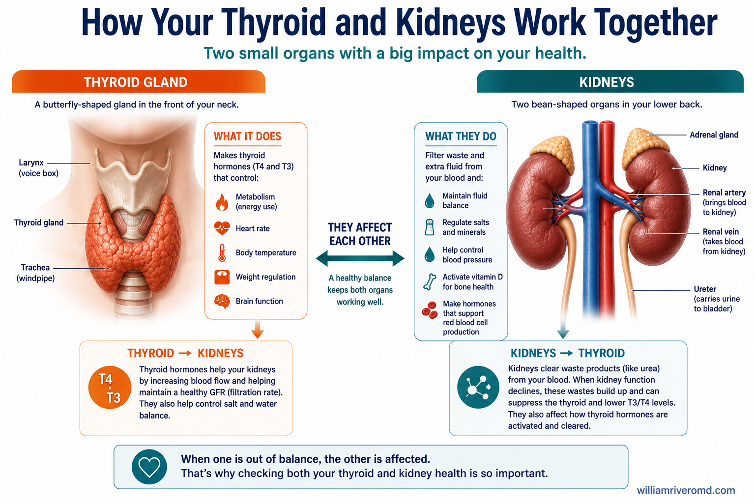 Medical illustration showing thyroid-kidney hormonal axis: T3/T4 secretion regulates renal blood flow and GFR; uremia and iodine retention suppress thyroid and reduce T4-to-T3 conversion